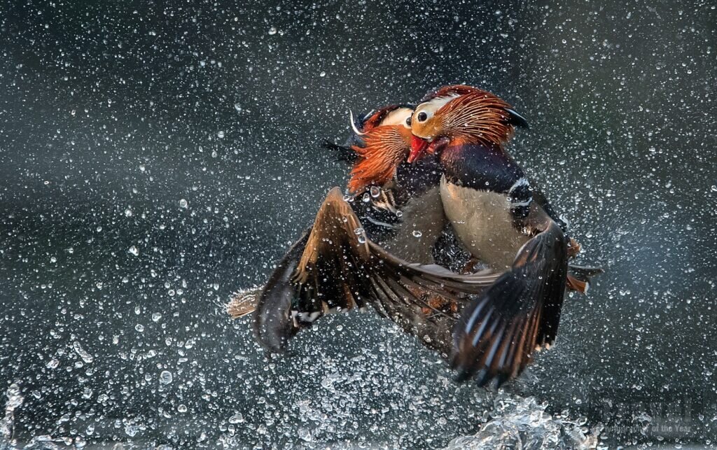 TPOTY, travel photographer of the year, wildlife