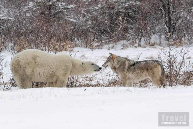 TPOTY People's Choice Image - www.tpoty.com/peoples-vote