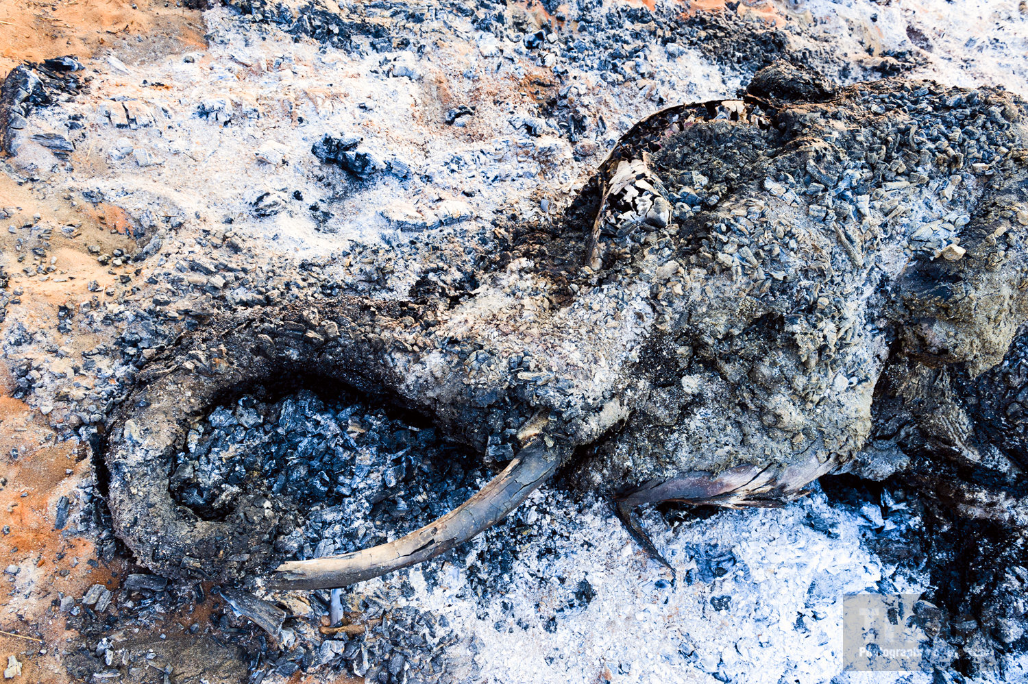 TPOTY People's Choice Image - www.tpoty.com/peoples-vote