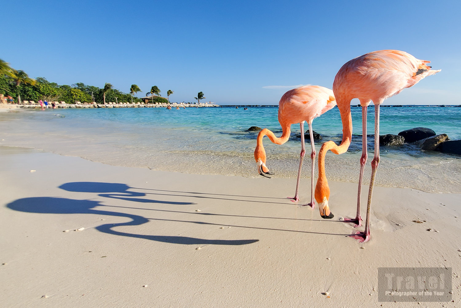 TPOTY People's Choice Image - www.tpoty.com/peoples-vote