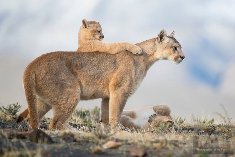 TPOTY People's Choice Image - www.tpoty.com/peoples-vote